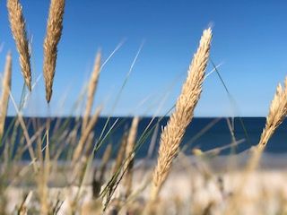 Pflanze im Vordergrund im Hintergrund Meer