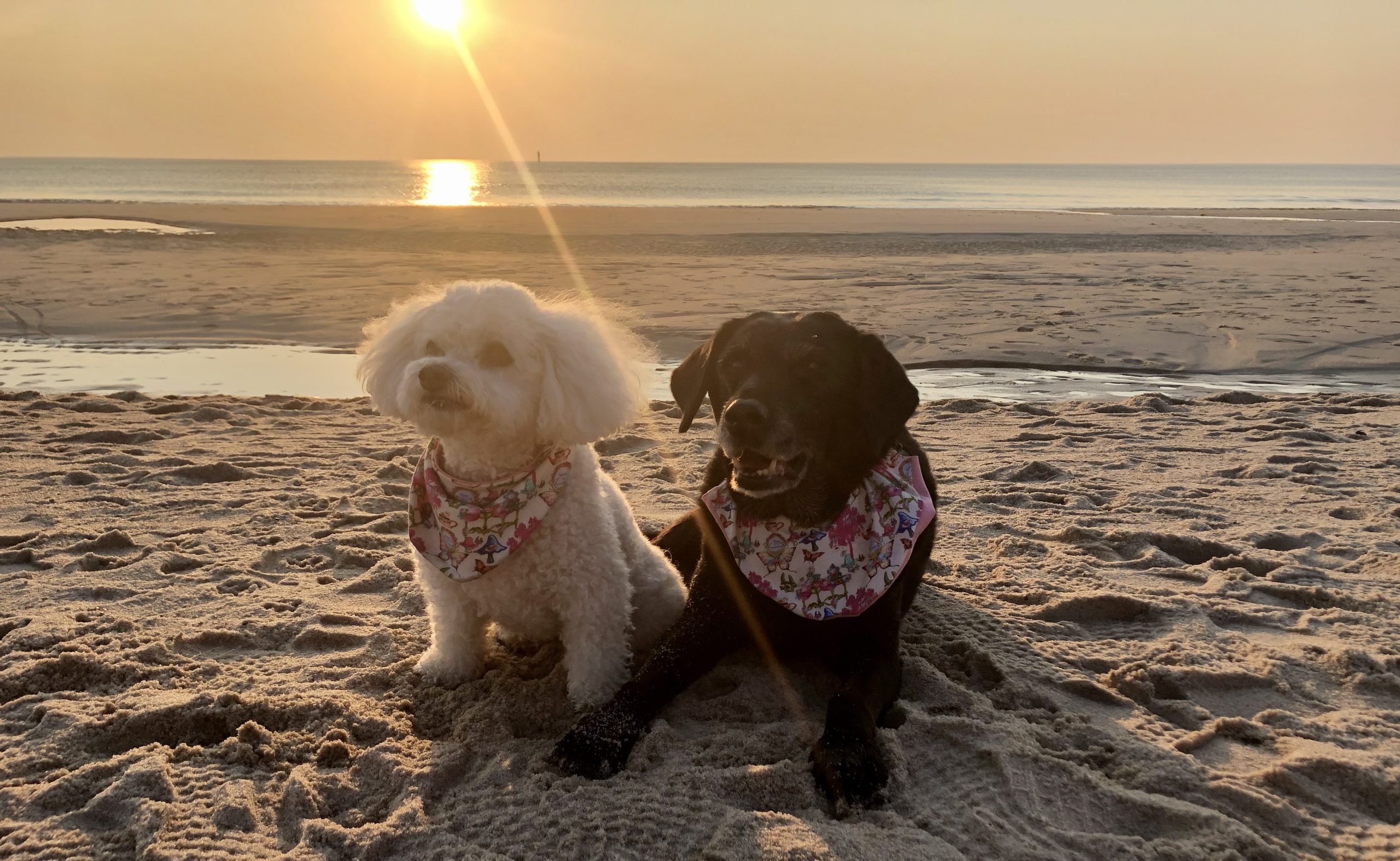 zwei Hunde am Strand, Sonnenuntergang